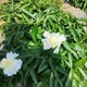 中藥材種植圖