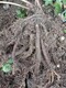 沙坪壩中藥材種植圖