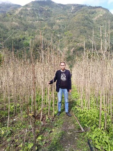 丘陵种植的中药材收购