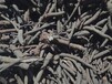 河南洛陽中藥材種植品種