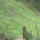 懶人種植中藥材圖