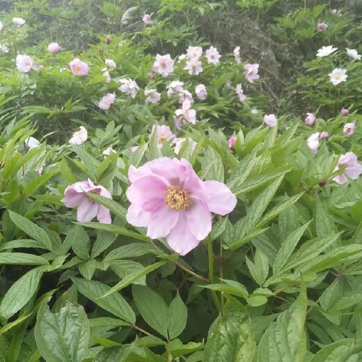 重慶大渡口尋找中藥材種植合作基地