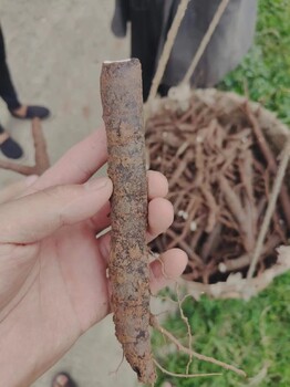 重慶彭水哪里有中藥材種植合作公司