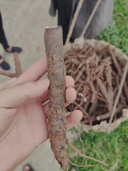 贵州毕节中药材种植