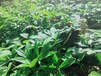 重慶酉陽尋找中藥材種植合作方法