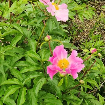 重庆南川中药材种植合作