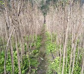 山区种植的中药材收购