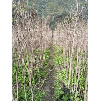 内蒙古懒人种植中药材