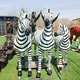 玻璃鋼斑馬雕塑圖