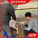 香港GDF-W8無線羊用B超,無線羊用B超促銷
