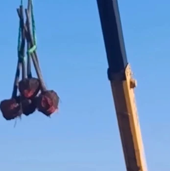 遼陽出售本地柿子樹苗