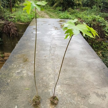 凤岗镇千年桐苗报价种苗