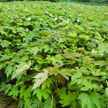 锦屏县千年桐苗价格无纺布袋苗