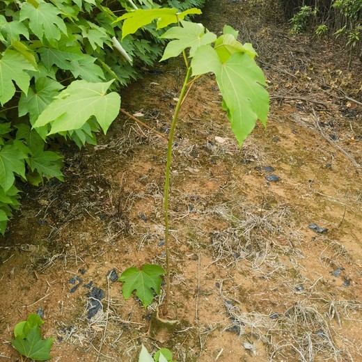 新罗区千年桐苗价格无纺布袋苗