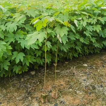 锦屏县千年桐苗价格无纺布袋苗