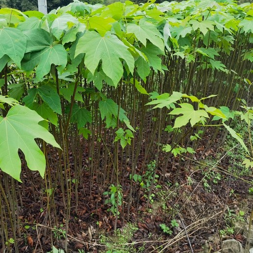 小河区定制千年桐苗木油桐杯苗