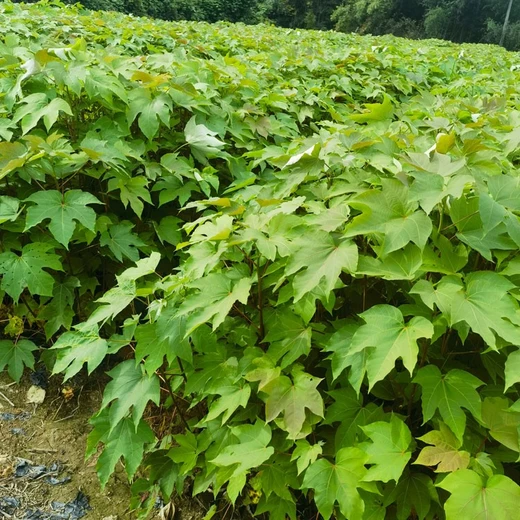 薌城銷售千年桐袋苗