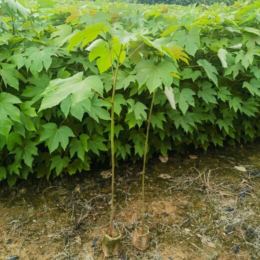臺江縣經(jīng)營(yíng)千年桐苗皺桐杯苗