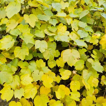 南縣生產(chǎn)千年桐苗樹苗