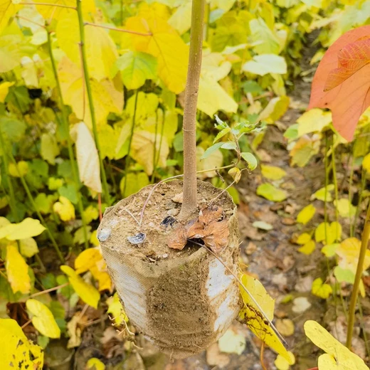 銷售千年桐種苗