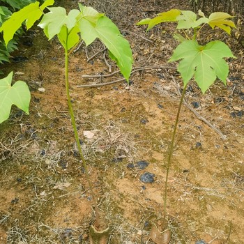 锦屏县千年桐苗价格无纺布袋苗