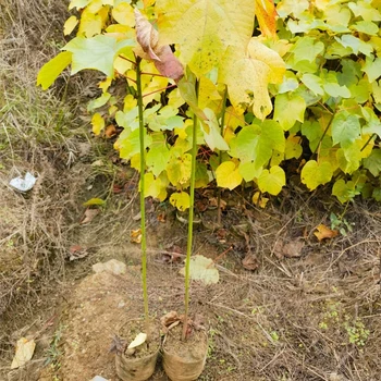 佛山熱門千年桐苗樹苗