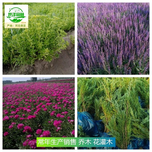 山西呂梁苗木產(chǎn)地價格,紫葉矮櫻