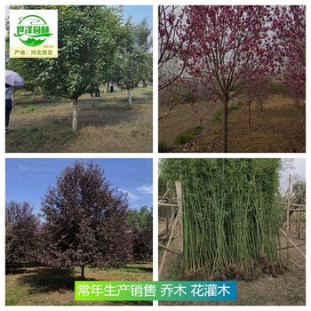 新疆昆玉苗木基地,花灌木