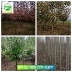 湖北潛江苗木產(chǎn)地出售,喬木