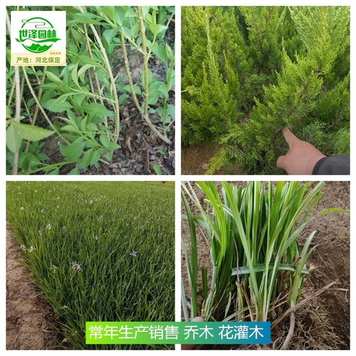 新疆雙河苗木價(jià)格,花灌木