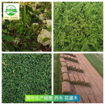 新疆圖木舒克苗木基地供應(yīng),四季玫瑰