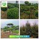 江蘇徐州苗木產(chǎn)地批發(fā),碧桃