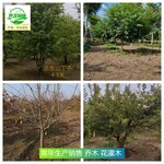 陜西安康苗木產(chǎn)地供應,喬木