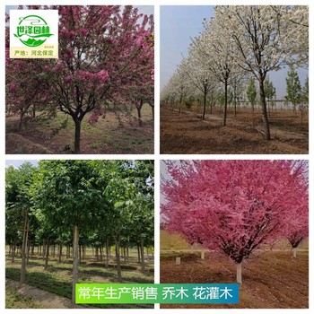 新疆圖木舒克苗木基地供應(yīng),四季玫瑰