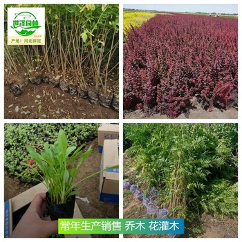 山西長治苗木基地供應(yīng),紫葉矮櫻