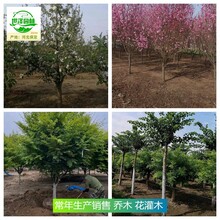 內(nèi)蒙古呼倫貝爾苗木價(jià)格,海棠圖片