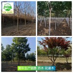 廣東惠州苗木產地批發,花木