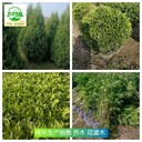 湖北仙桃苗木產(chǎn)地供應(yīng),花灌木