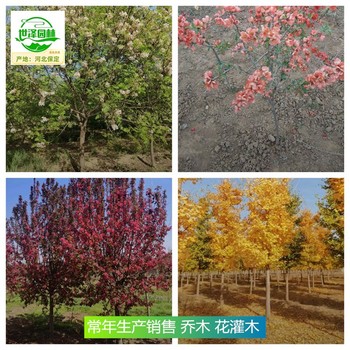 湖北恩施苗木產地批發,喬木