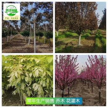 內蒙古呼和浩特苗木產地出售,花灌木