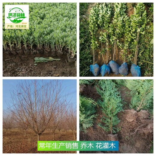 福建南平苗木產(chǎn)地批發(fā),四季玫瑰