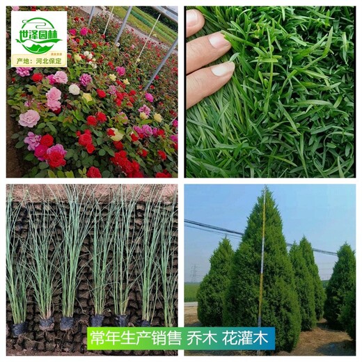 內(nèi)蒙古阿拉善盟苗木基地批發(fā),花木