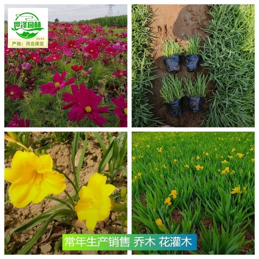 陜西安康苗木基地出售,喬木