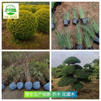 四川攀枝花苗木產(chǎn)地出售,喬木