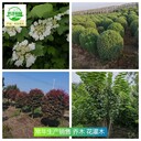 新疆烏魯木齊苗木基地出售,苗圃
