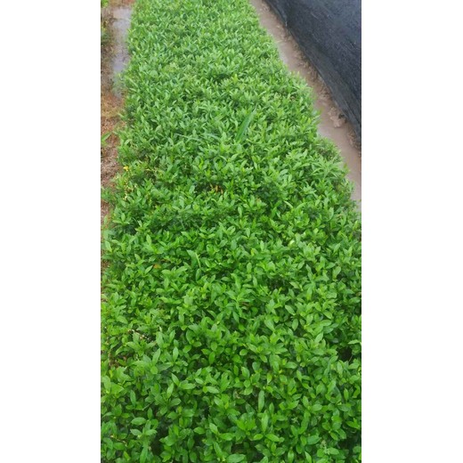 龍巖上杭縣草皮基地種植聯(lián)系電話