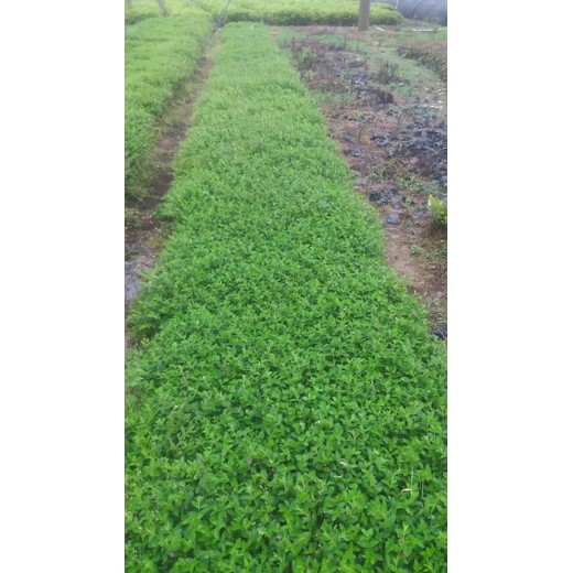 福州平潭縣草皮基地，草皮種植場