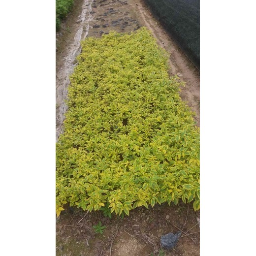 廈門集美區(qū)草皮基地種植聯(lián)系電話