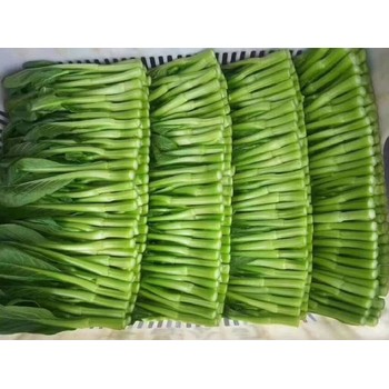 石巖塘頭工廠蔬菜批發(fā)配送,蔬菜配送服務(wù)