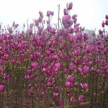 長海玉蘭花樹